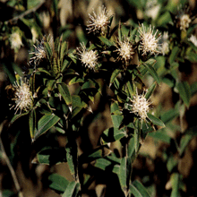Atractylodes220(1)