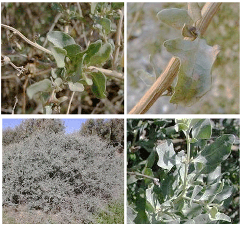 Atriplex_halimu500