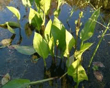alismatis220
