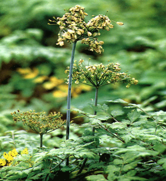 angelica_sinensis_herb600