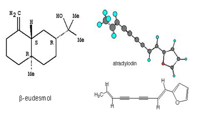 atractilodes_structure400
