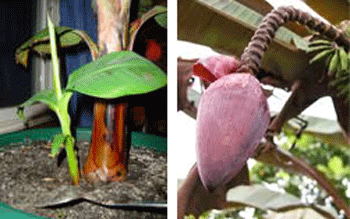 banana_flower350