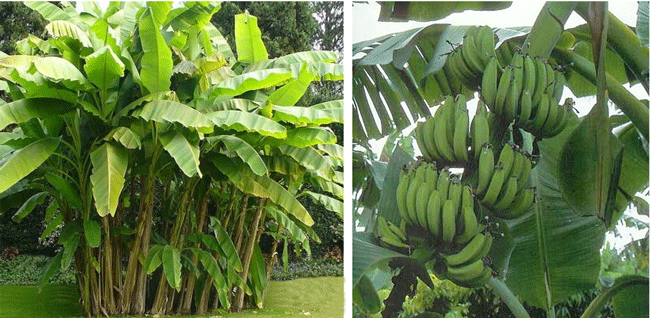 banana_plant650