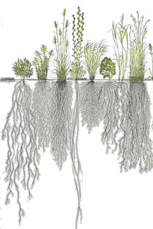 bot_roots300