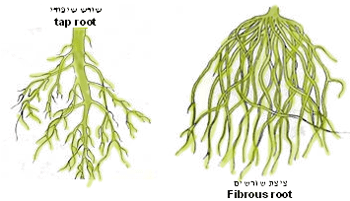 bot_roots_type350