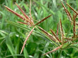 cyperi160