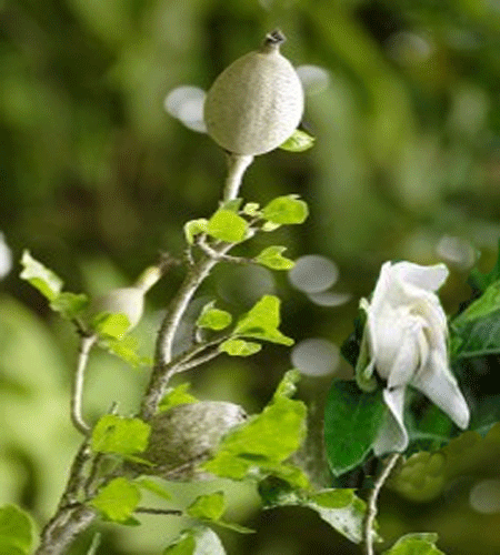 gardeniae_jasminoid450