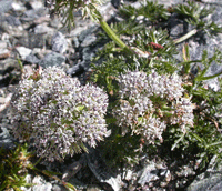ligustichi200