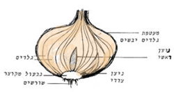 onion250