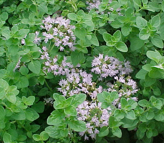 origanum550