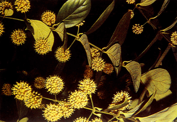 uncaria_herb600