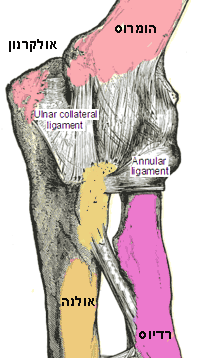 arm_ligaments300